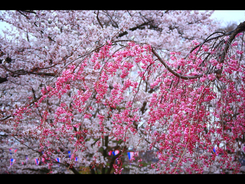 小諸懐古園